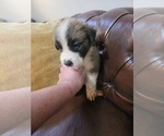 Small #2 Saint Bernard