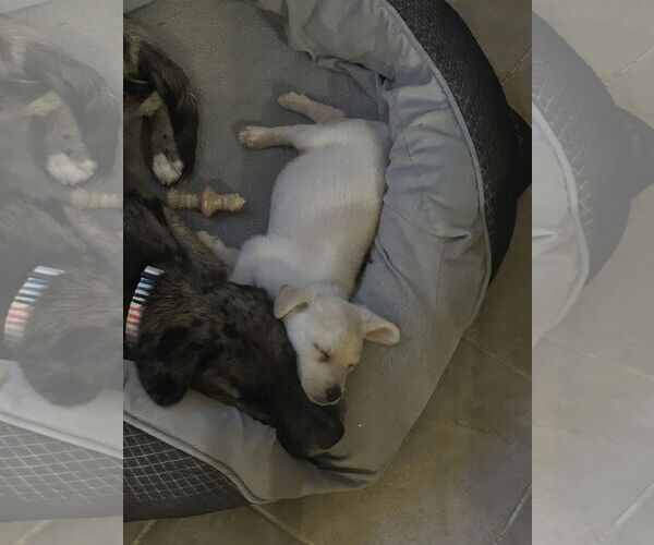 Medium Photo #6 Labrador Retriever-Unknown Mix Puppy For Sale in The Woodlands, TX, USA