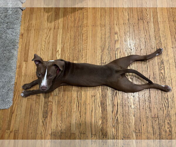 Medium Photo #13 Mutt Puppy For Sale in Philadelphia, PA, USA