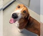 Small Treeing Walker Coonhound Mix