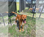 Small #1 Mutt