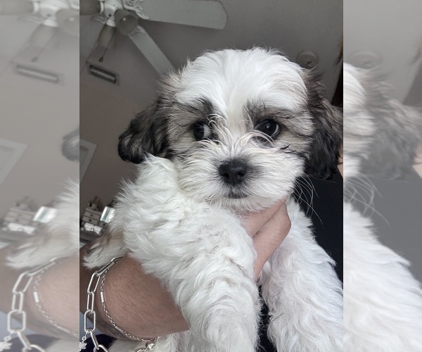 Medium Photo #4 Zuchon Puppy For Sale in HOMESTEAD, FL, USA