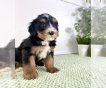 Chucky - Male Bernedoodle (Miniature) Puppy for Sale - Photo #5