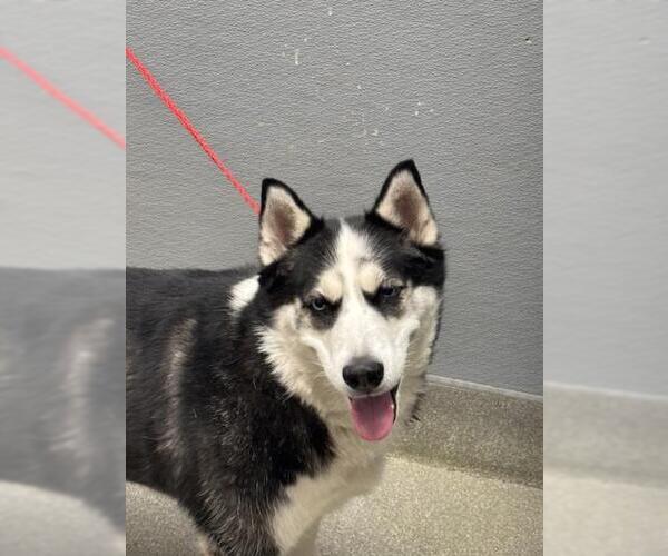 Medium Photo #1 Siberian Husky-Unknown Mix Puppy For Sale in Las Vegas, NV, USA