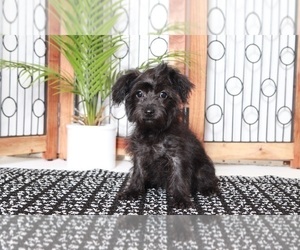 Yo-Chon Puppy for sale in NAPLES, FL, USA