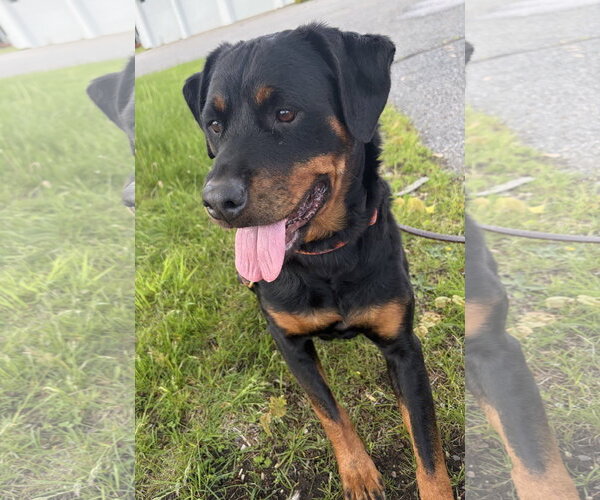 Medium Photo #1 Rottweiler Puppy For Sale in Hillsboro, NH, USA
