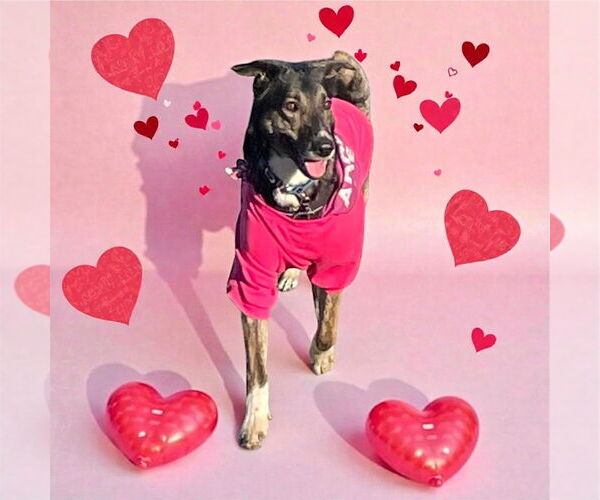 Medium Photo #2 German Shepherd Dog-Unknown Mix Puppy For Sale in Bellingham, WA, USA