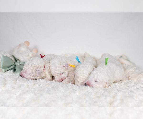 Medium Photo #9 Maremma Sheepdog Puppy For Sale in CONWAY, MO, USA
