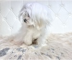 Small Photo #23 Maltese Puppy For Sale in HAYWARD, CA, USA