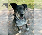 Small #1 Labrador Retriever Mix
