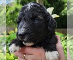 Small #1 F2 Aussiedoodle