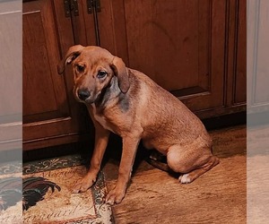 Beagle-Unknown Mix Dogs for adoption in SHERBURNE, NY, USA