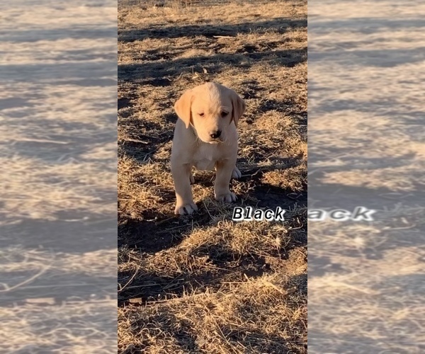 Medium Photo #6 Labrador Retriever Puppy For Sale in WRAY, CO, USA