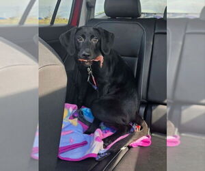 Mutt Dogs for adoption in Fairfax, VA, USA