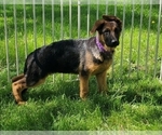 Small Photo #17 German Shepherd Dog Puppy For Sale in WHEELING, IL, USA