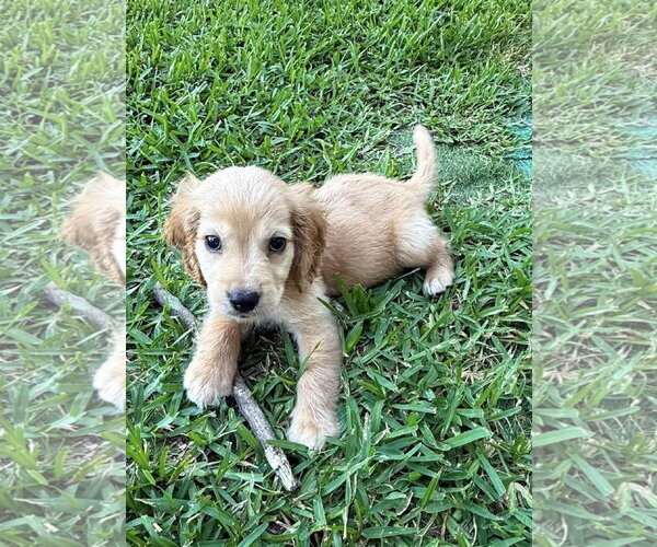 Medium Photo #1 Cocker Spaniel Puppy For Sale in Fort Worth, TX, USA