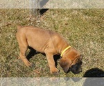 Small Photo #5 Mastiff Puppy For Sale in CLARKRANGE, TN, USA
