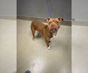 Mutt Dogs for adoption in Las Vegas, NV, USA