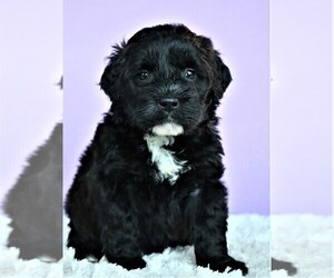 Poodle (Miniature)-Saint Bernard Mix Puppy for sale in SYRACUSE, IN, USA
