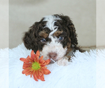 Puppy Hilt RESERVED Bernedoodle