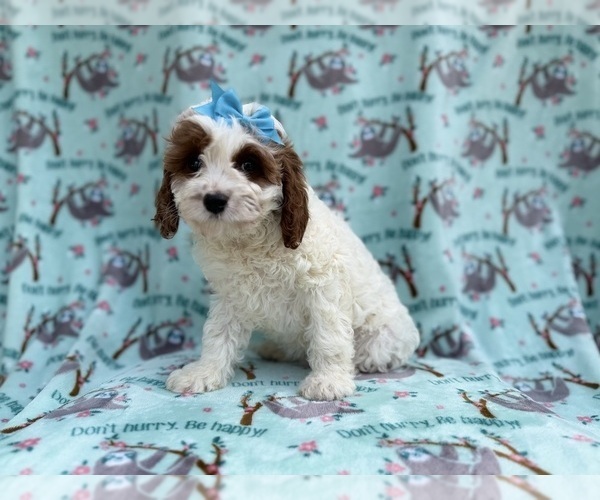 Medium Photo #8 Cavapoo (Miniature) Puppy For Sale in LAKELAND, FL, USA