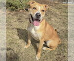 Small #3 American Staffordshire Terrier Mix