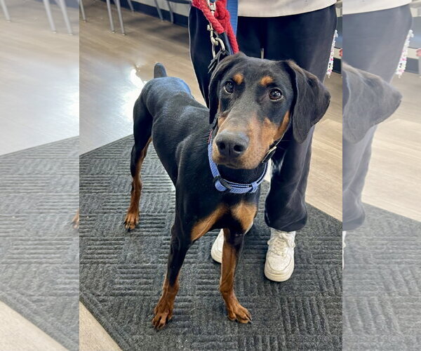 Medium Photo #2 Doberman Pinscher Puppy For Sale in Omaha, NE, USA