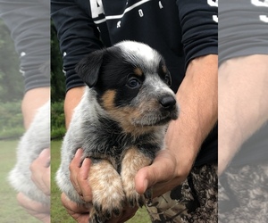 Australian Cattle Dog Puppy for sale in PIKEVILLE, NC, USA
