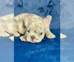 Small Photo #60 French Bulldog Puppy For Sale in FORT LAUDERDALE, FL, USA