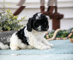 Small #2 Cavapoo