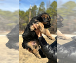 Small #5 German Shepherd Dog