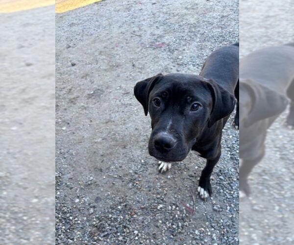 Medium Photo #3 Mutt Puppy For Sale in Elmsford, NY, USA