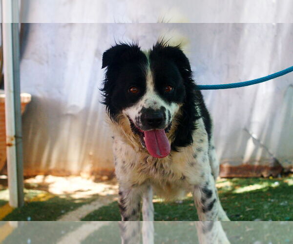 Medium Photo #2 Border Collie-Unknown Mix Puppy For Sale in Apple Valley, CA, USA