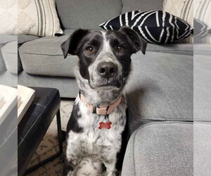 Border Collie-Unknown Mix Dogs for adoption in Highland, IL, USA