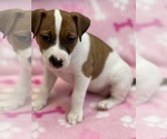 Small #3 Parson Russell Terrier
