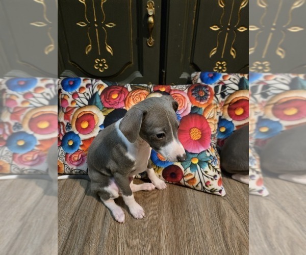 Medium Photo #4 Italian Greyhound Puppy For Sale in NESBIT, MS, USA