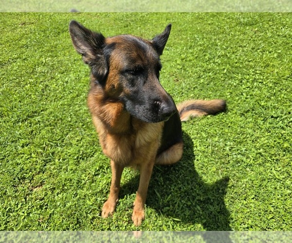 Medium Photo #5 German Shepherd Dog Puppy For Sale in NAPLES, FL, USA