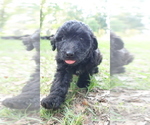 Puppy 4 Aussiedoodle