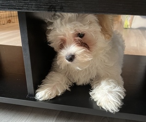 Havanese Puppy for Sale in LYNBROOK, New York USA