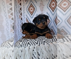 Rottweiler Puppy for Sale in ARAB, Alabama USA