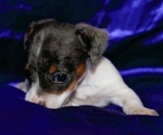 Small #1 Dachshund