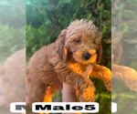 Small #34 Goldendoodle (Miniature)