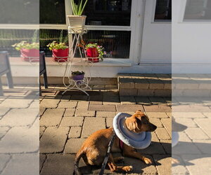 Honeybee - Female Mutt Dog for Adoption - Photo #10