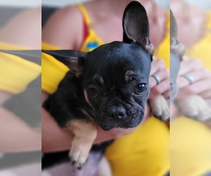 French Bulldog Puppy for sale in TAMPA, FL, USA