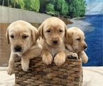 Small #4 Labrador Retriever
