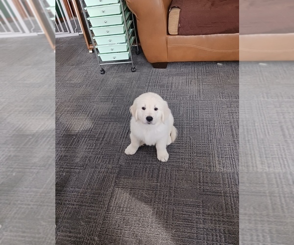 Medium Photo #20 English Cream Golden Retriever Puppy For Sale in NORTHWOOD, OH, USA