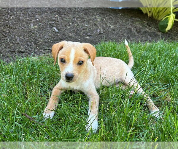 Medium Photo #2 Chihuahua-Unknown Mix Puppy For Sale in Springdale, PA, USA