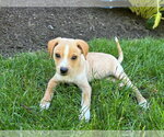 Small #1 Chihuahua Mix