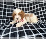 Small #5 Cavapoo (Standard)