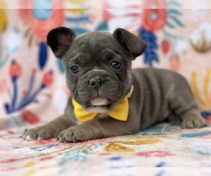 French Bulldog Puppy for sale in LANCASTER, PA, USA